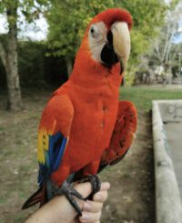 Buy Scarlet Macaw Parrot