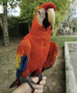 Buy Scarlet Macaw Parrot