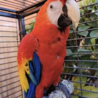 Scarlet macaw for sale