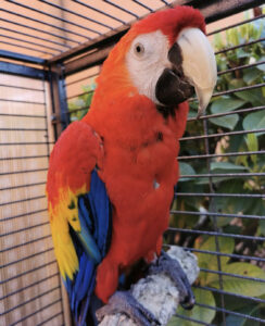 Scarlet macaw for sale