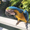 Buy blue and yellow macaw parrot