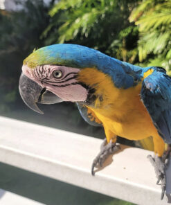 Buy blue and yellow macaw parrot