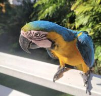 Blue and Gold Macaws for Sale