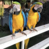 blue and gold macaws for sale