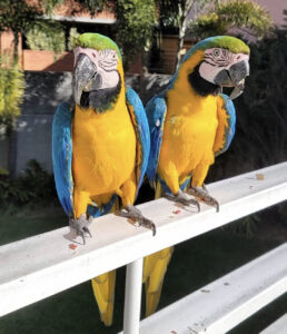 blue and gold macaws for sale 