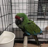 Buy Military Macaw Parrot