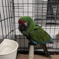 Buy Military Macaw Parrot