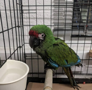 Buy Military Macaw Parrot