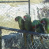 Military Macaw for sale