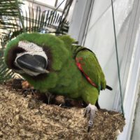 buy chestnut fronted macaw parrot