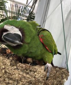 buy chestnut fronted macaw parrot