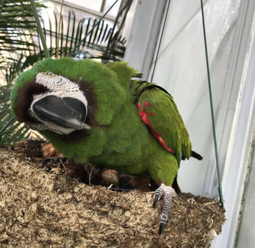 buy chestnut fronted macaw parrot