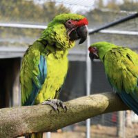 Great Green Macaw for Sale 