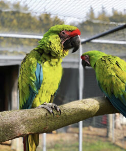 Great Green Macaw for Sale 