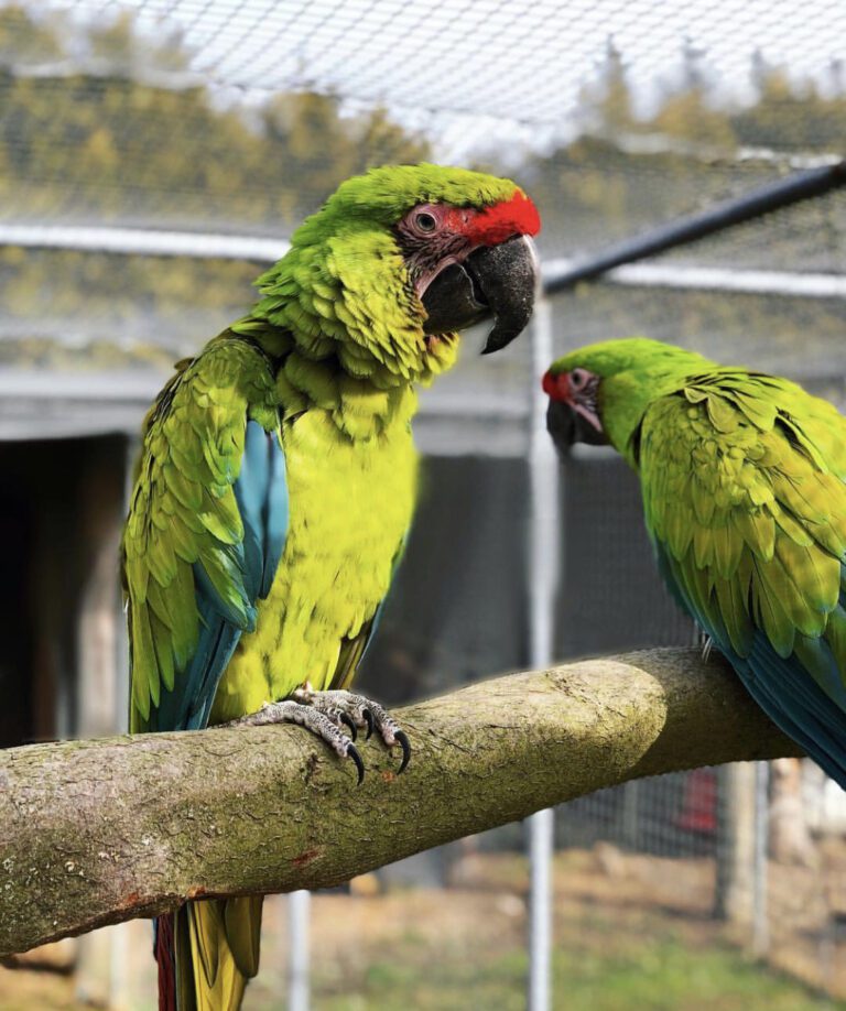 Buy Great Green Macaw Parrot Best Great Green Macaw Parrot For Sale 9054