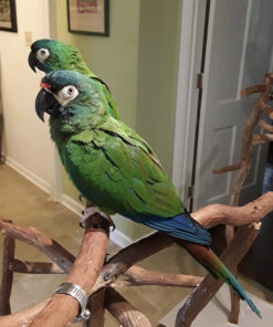 Buy Blue Winged Macaw