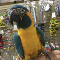 MACAW PARROTS FOR SALE