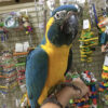 Buy Blue Throated Macaw