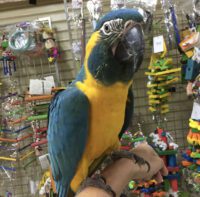 Buy Blue Throated Macaw