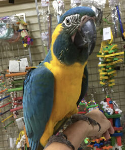 Buy Blue Throated Macaw