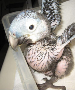 Baby Hyacinth Macaw for Sale