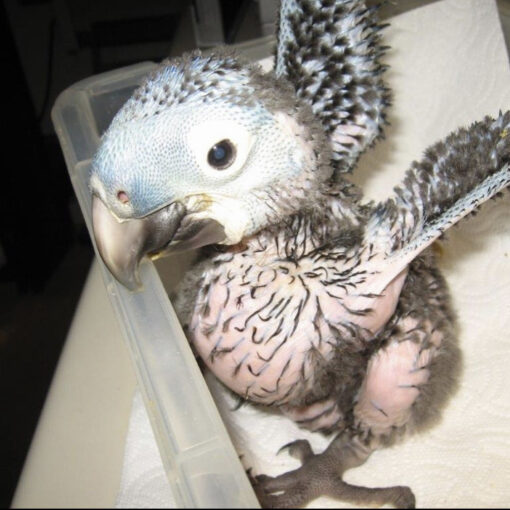 Baby Hyacinth Macaw for Sale