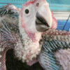 Baby Scarlet Macaw Parrot for Sale