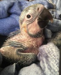 Baby Blue and Gold Macaw for Sale