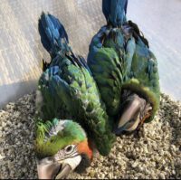 Baby Harlequin Macaw for Sale