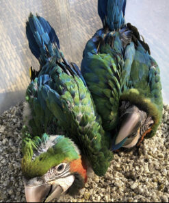 Baby Harlequin Macaw for Sale