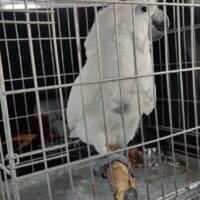 Umbrella Cockatoo for sale