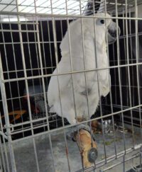 Umbrella Cockatoo for sale