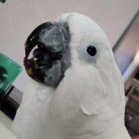 Umbrella Cockatoo for Sale