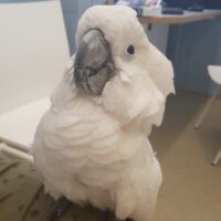 Umbrella Cockatoo for Sale