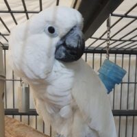 Umbrella Cockatoo for Sale