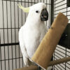 Sulphur-Crested Cockatoo for Sale