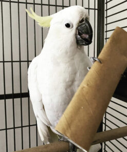Sulphur-Crested Cockatoo for Sale