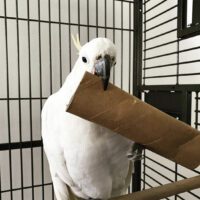 Sulphur-Crested Cockatoo for Sale