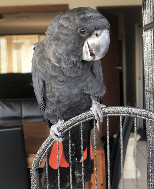 Red Tailed Black Cockatoo for Sale