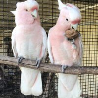 Major Mitchell Cockatoo for Sale