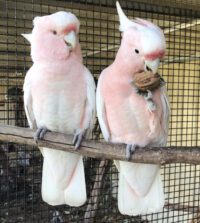 Major Mitchell Cockatoo for Sale