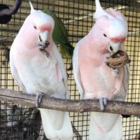 Major Mitchell Cockatoo for Sale