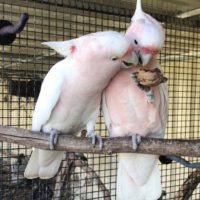 Major Mitchell Cockatoo for Sale