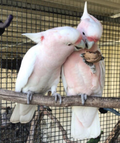 Major Mitchell Cockatoo for Sale
