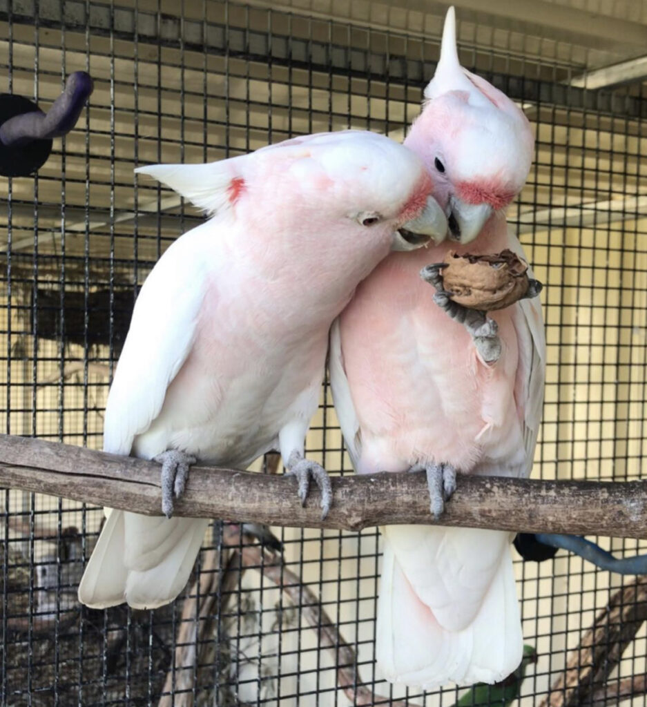 Major Mitchell Cockatoo for Sale