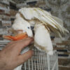salmon-crested-cockatoo-for-sale