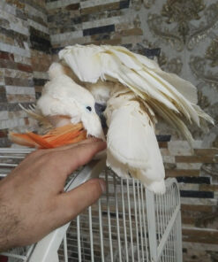 salmon-crested-cockatoo-for-sale