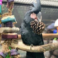 Black Palm Cockatoo for Sale