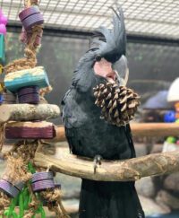 Black Palm Cockatoo for Sale