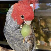 Gang Gang Cockatoo for Sale